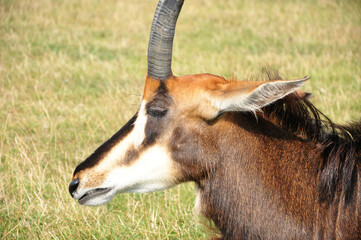 Close up of a Male Impala