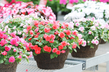 impatiens in potted, scientific name Impatiens walleriana flowers also called Balsam, flower bed of blossoms