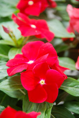 foliage vinca flowers, red vinca flowers (Madagascar periwinkle)