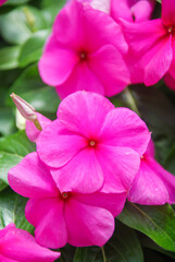 foliage vinca flowers, rose vinca flowers (Madagascar periwinkle)