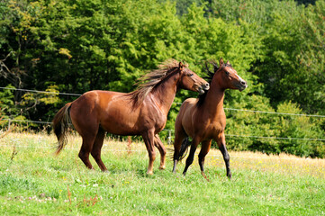 Fototapeta premium Zweijährige American Quarter Horse Hengste