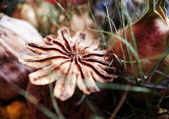 Dried Poppy Seeds Bouquet Closeup