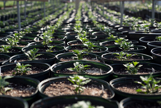 Rows of plant sprouts grow in pots inside a greenhouse