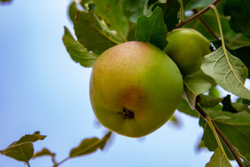 Apples on the tree on the branches are beautiful and large, summer and home harvest