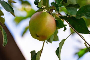 Apples on the tree on the branches are beautiful and large, summer and home harvest