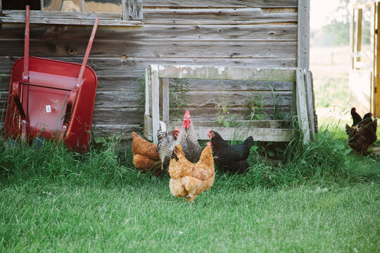 Free range chickens outside of a haybarn in the summer.