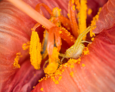 A Crab Spider lying in wait for prey
