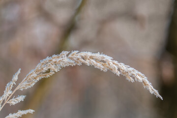 Oszroniony kłos trawy w czasie zimy © PeterG
