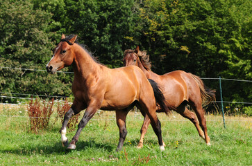 Obraz premium Zweijährige American Quarter Horse Hengste
