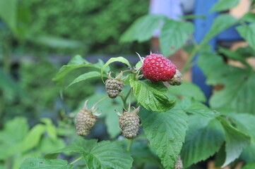 Ripe and unripe raspberries on a bush in the garden
