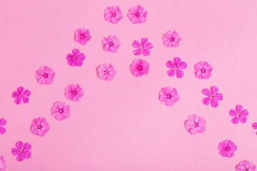 phlox flowers on pink paper background