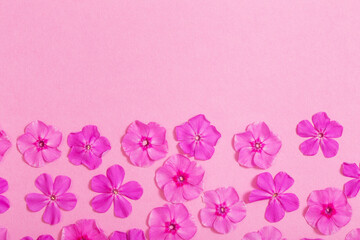Fototapeta na wymiar phlox flowers on pink paper background