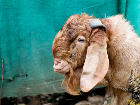 Head of a brown color Jamnapari male goat, close up shot