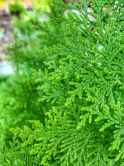 green grass background
