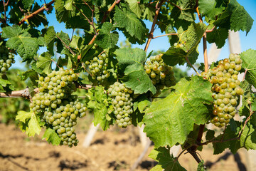 Ripe white grapes in the vineyard