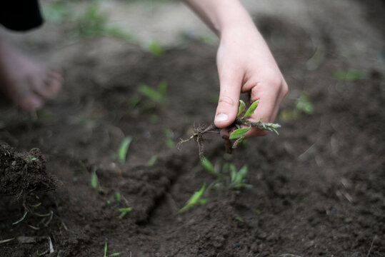 Child's hand pulling weeds from soil, readying it for a garden