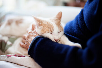 Woman on a sofa pets a cat peacefully sleeping on her legs