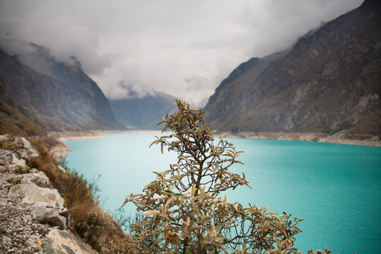 Stunted tree on the shores of an alpine lake