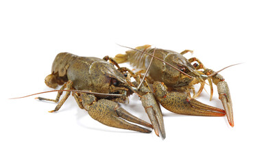 Fresh raw crayfishes isolated on white. Healthy seafood