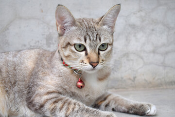 Naklejka na ściany i meble portrait of a tabby cat