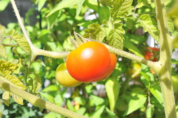 Tomatoes in the garden. Close up of red ripe tomatoe on branch with green tomatoes in the background