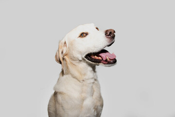 Profile labrador retriever dog looking side. Isolated on gray background.