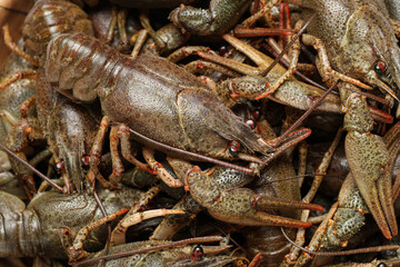 Fresh raw crayfishes as background, closeup. Healthy seafood