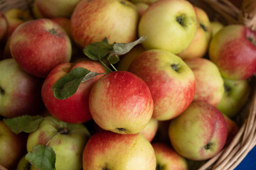 Naklejka na ściany i meble summer harvest of ripe, juicy apples, basket full