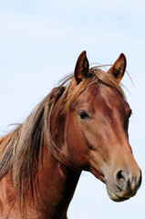 Obraz na płótnie Canvas Zweijähriger American Quarter Horse Hengst