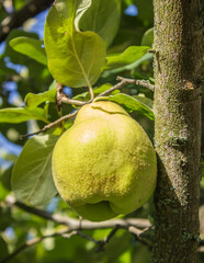 quince fruit grows on quince tree in garden.