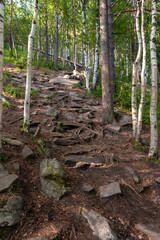 Trail in the mountain forest