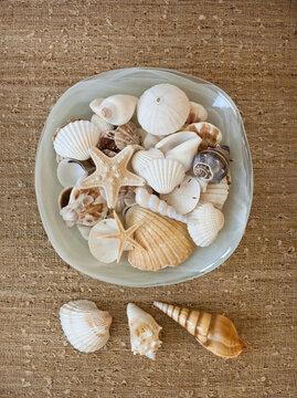 Bowl of sea shells