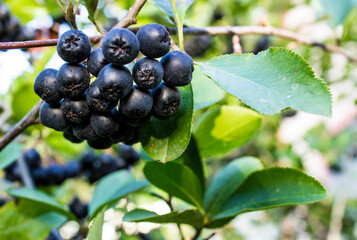 Ripe Chokeberry on the branches of a bush chokeberry
