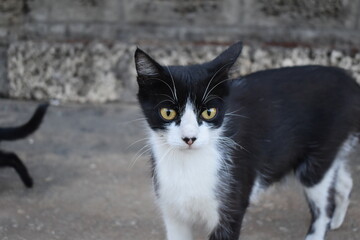 Naklejka na ściany i meble black and white cat