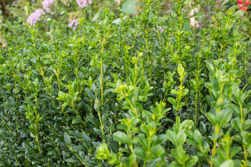 boxwood bush with dew drops in the garden.