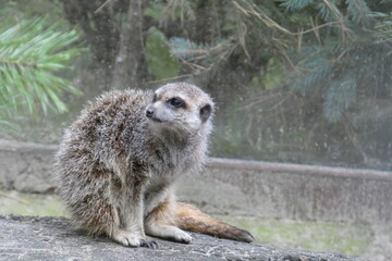 surykatka © Zuzanna