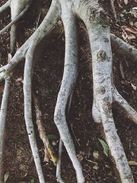 White tree roots exposed in brown dirt and earth