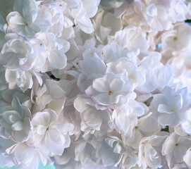 white lilac flowers