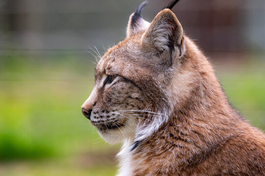 Luchs
