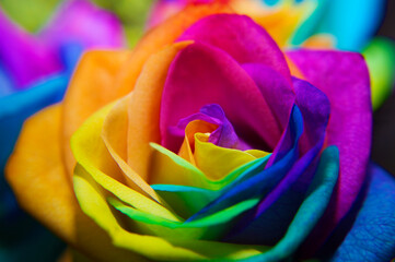 Obraz na płótnie Canvas Close-up rainbow rose