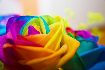 Rainbow rose on white background