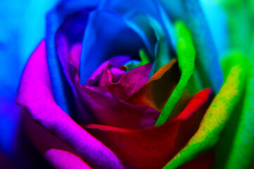 Fototapeta na wymiar Close-up rainbow rose
