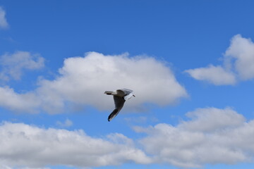 blue sky with clouds
