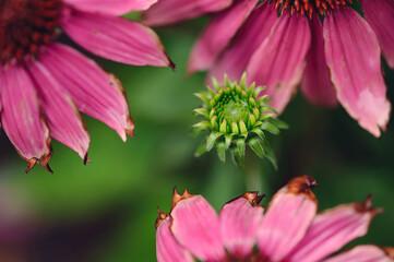 Pink Coneflowers and New Flower Bud