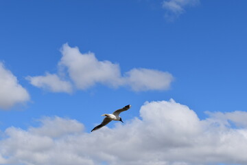 blue sky with clouds