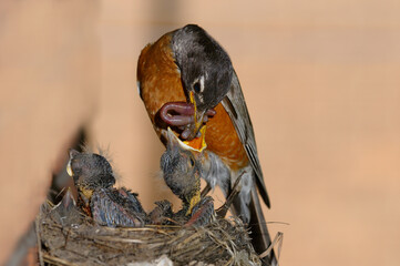 Mother Robin feeding beak full of worms to a young chick in the nest