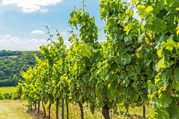 Fototapeta na wymiar thuringian wineyard near bad Sulza