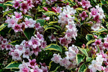 Flowers of spring and summer