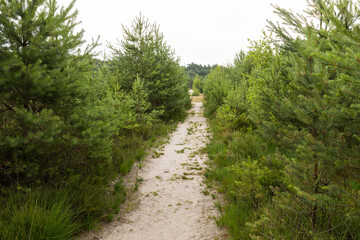 Sandiger Boden umgeben von Kiefern