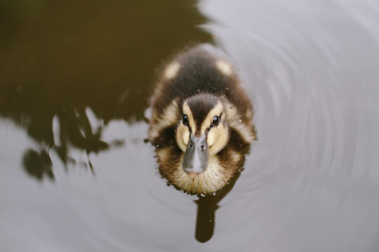 Cute duckling